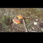 Апартаменты Bergliebe