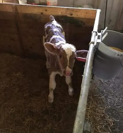 Bergliebe Sankt Martin am Tennengebirge