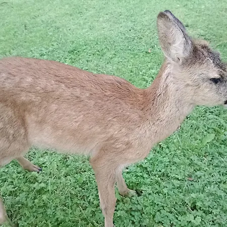 Bergliebe Appartement